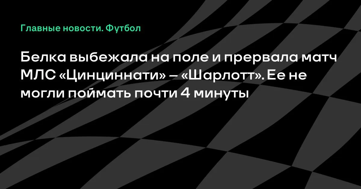 Белка прервала матч МЛС «Цинциннати» – «Шарлотт» почти на 4 минуты